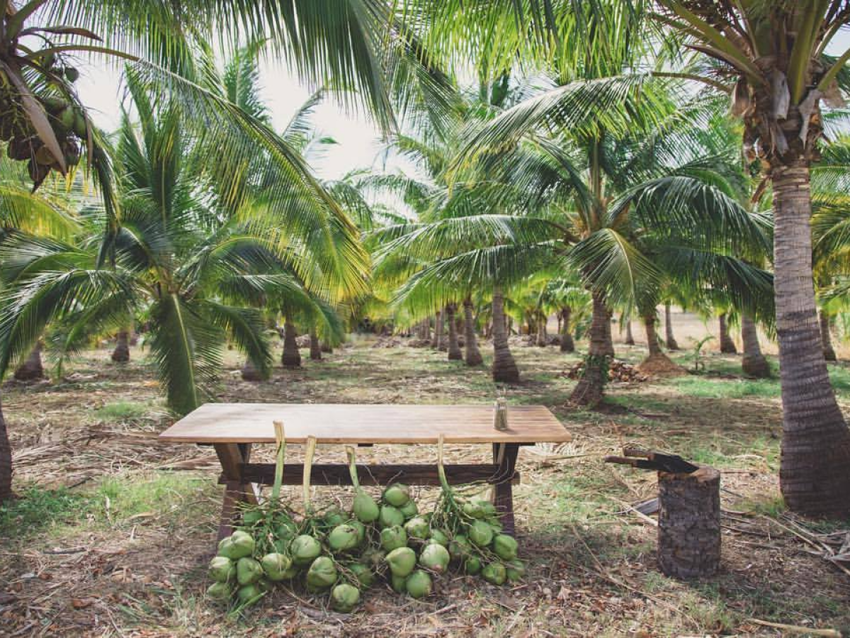 a bench next to a palm tree