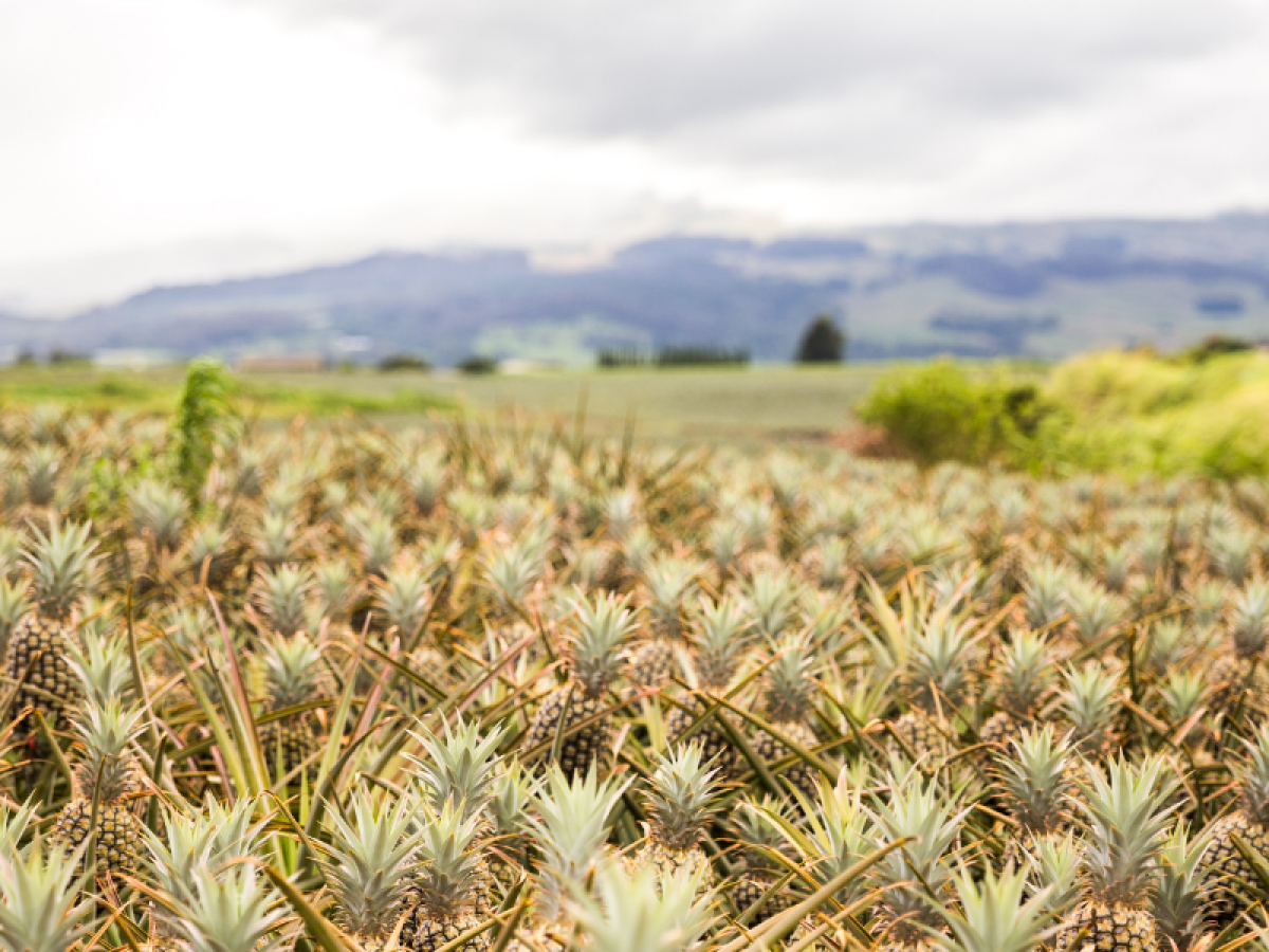 a close up of a flower field