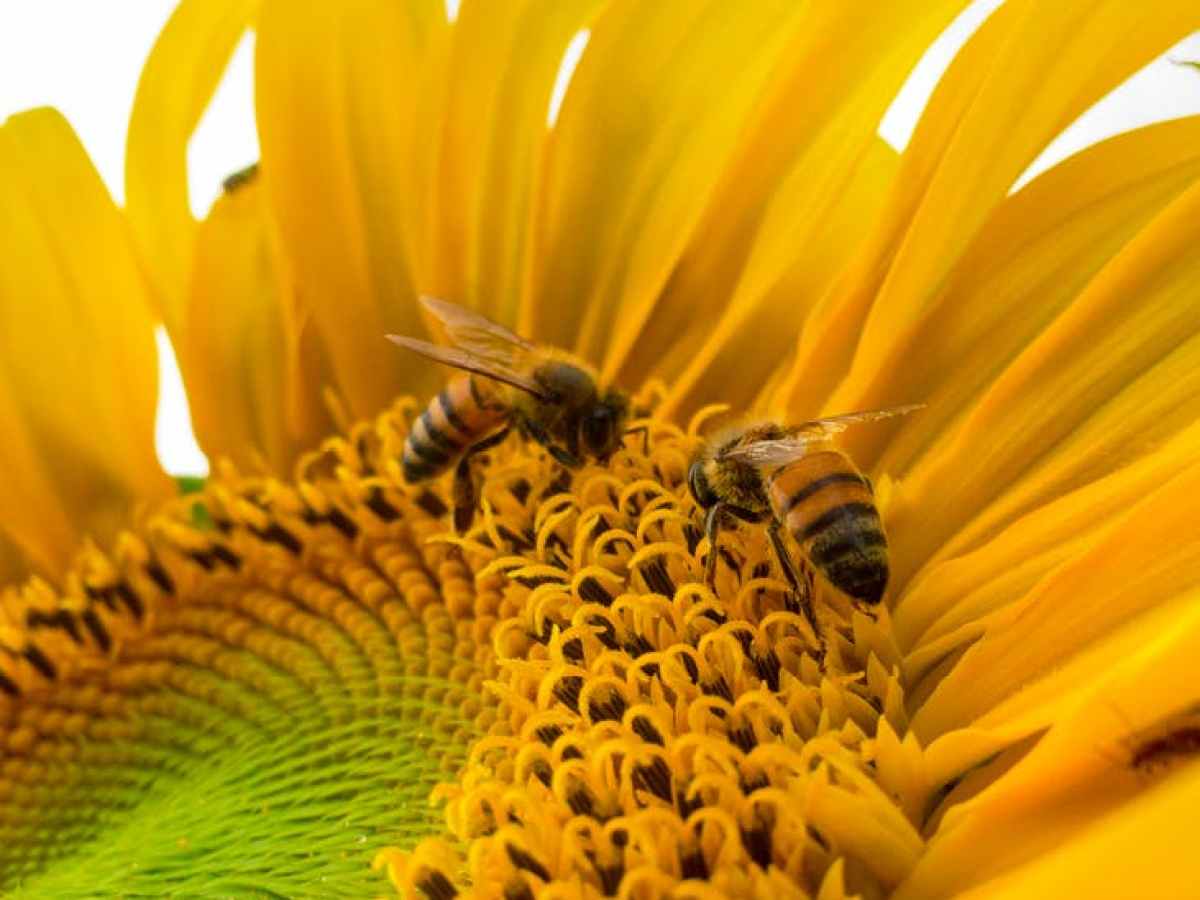 a close up of a flower