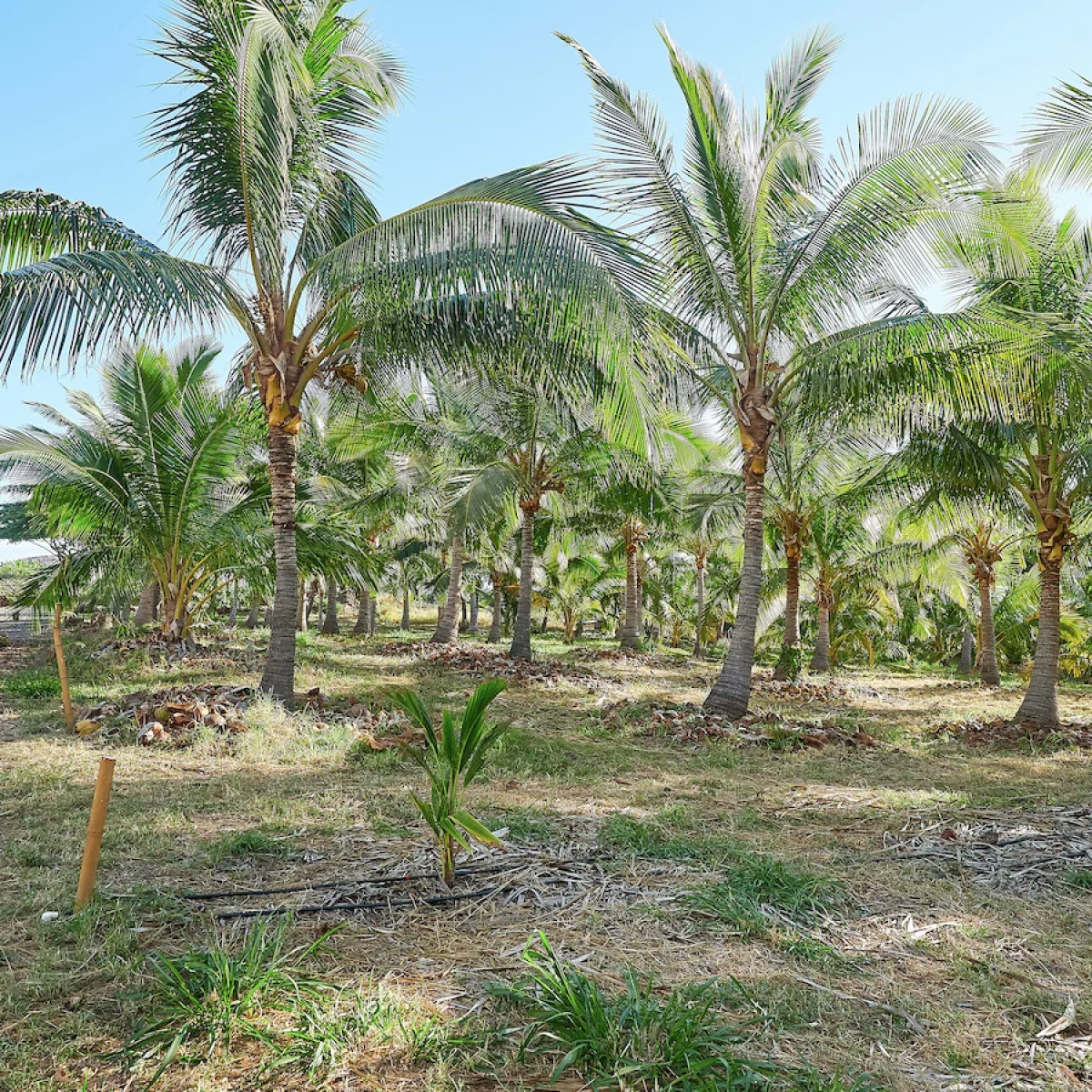 a group of palm trees next to a tree