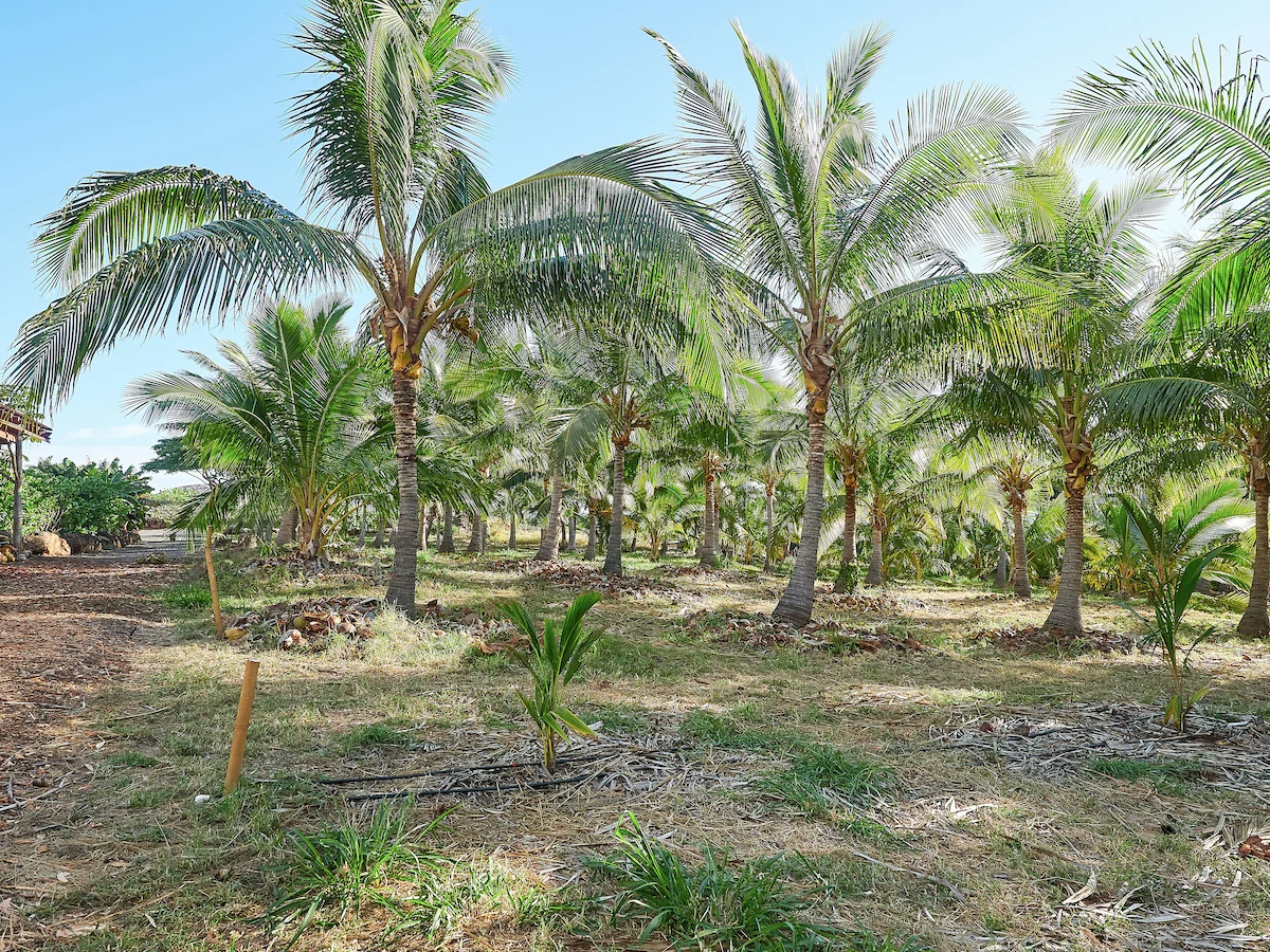 a group of palm trees next to a tree
