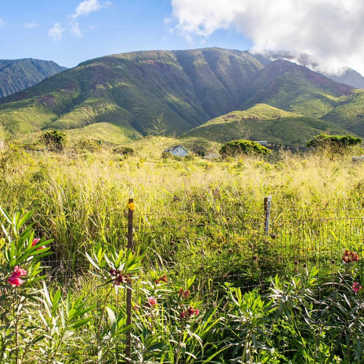 a large green field with a mountain in the background