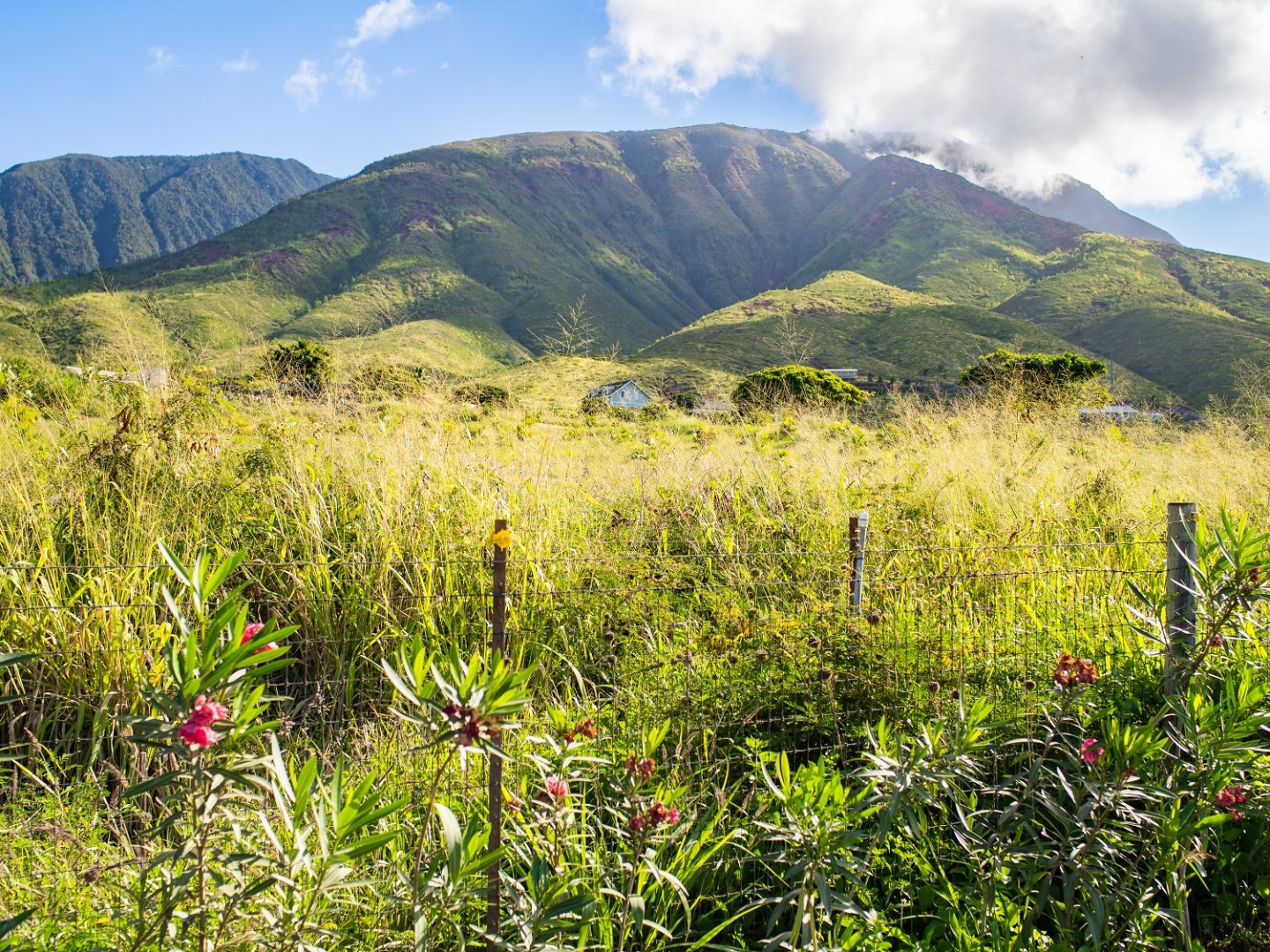 a large green field with a mountain in the background
