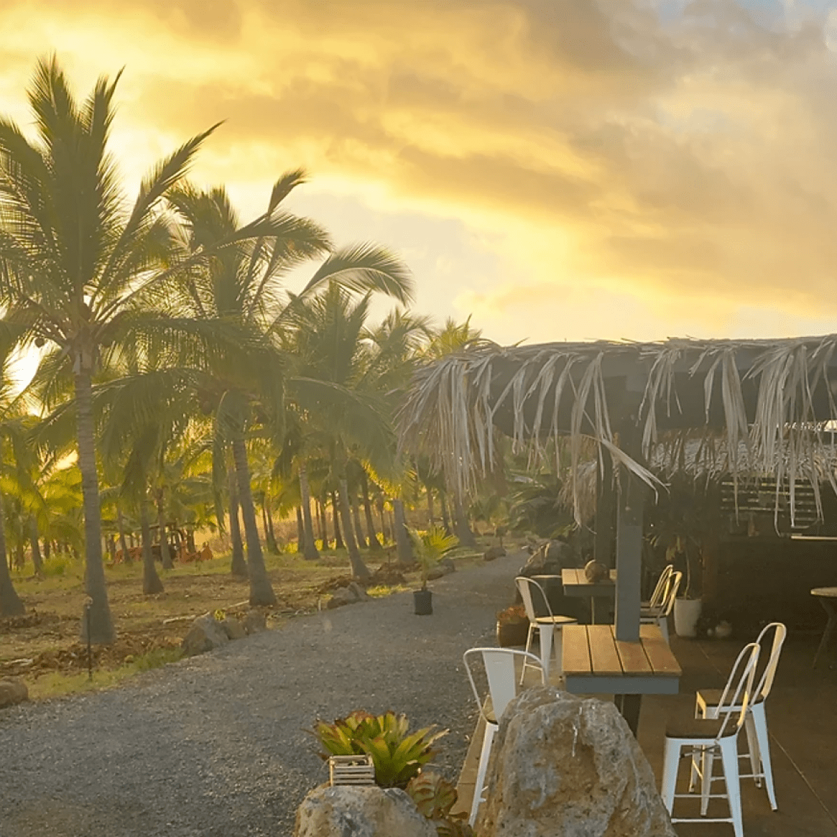 a group of palm trees