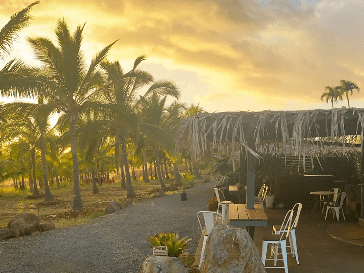 a group of palm trees