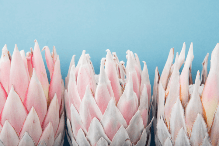 a group of pink flowers
