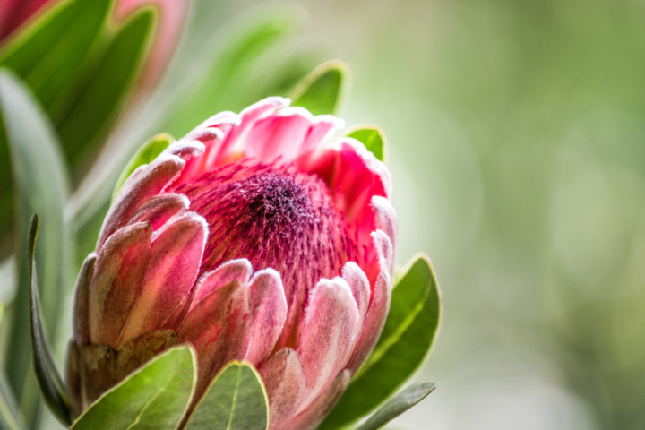 a close up of a flower
