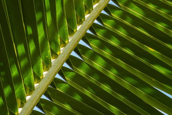 a close up of a green plant