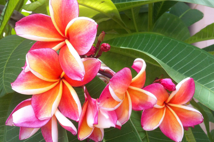 a close up of a pink flower with green leaves